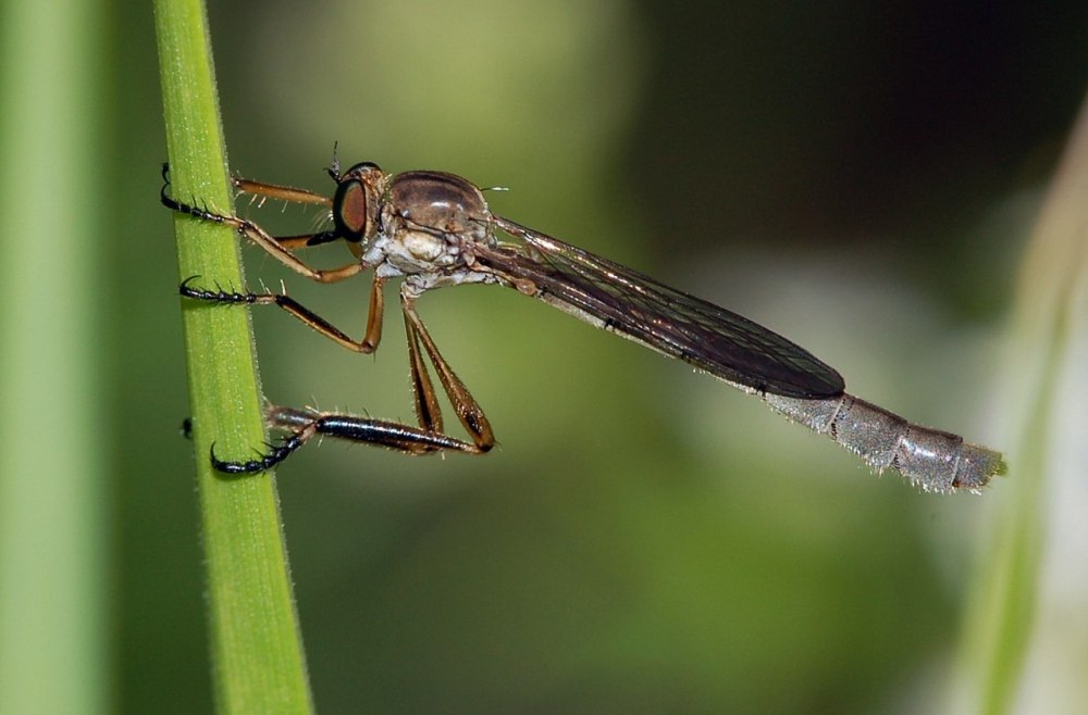 Aprocta cylindrica