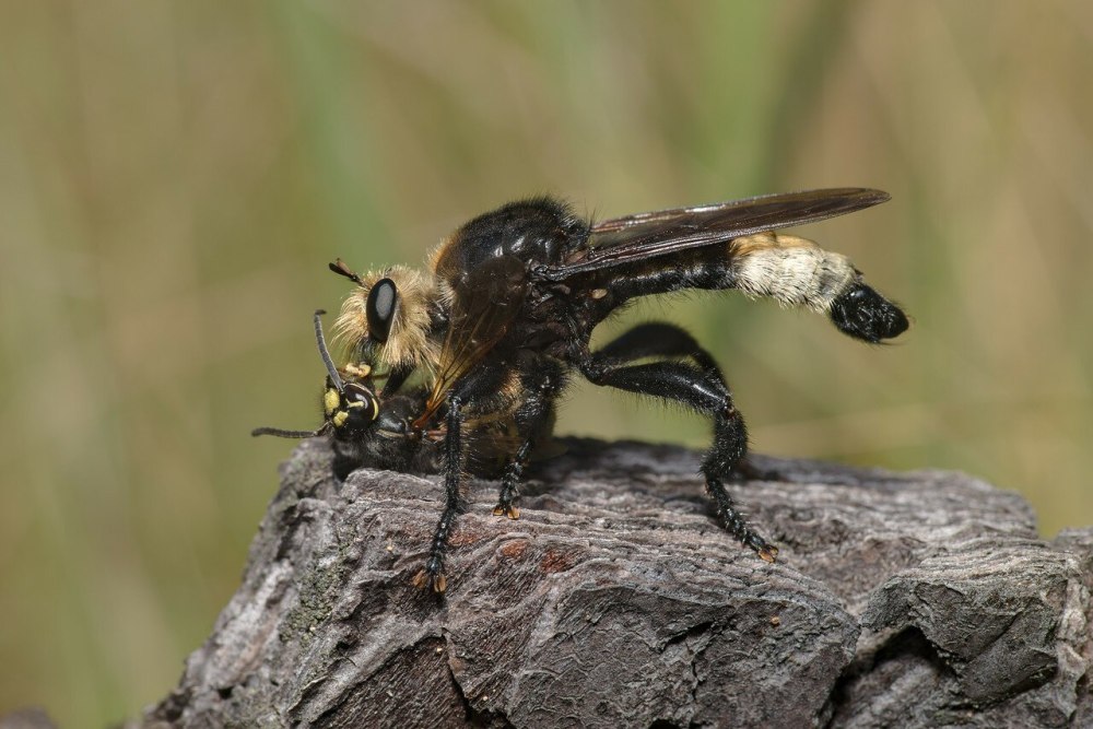 Laphria gibbosa