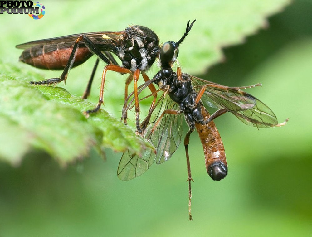 Ктырь Dioctria
