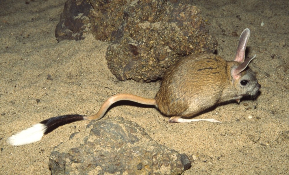 Большой тушканчик – Allactaga Major