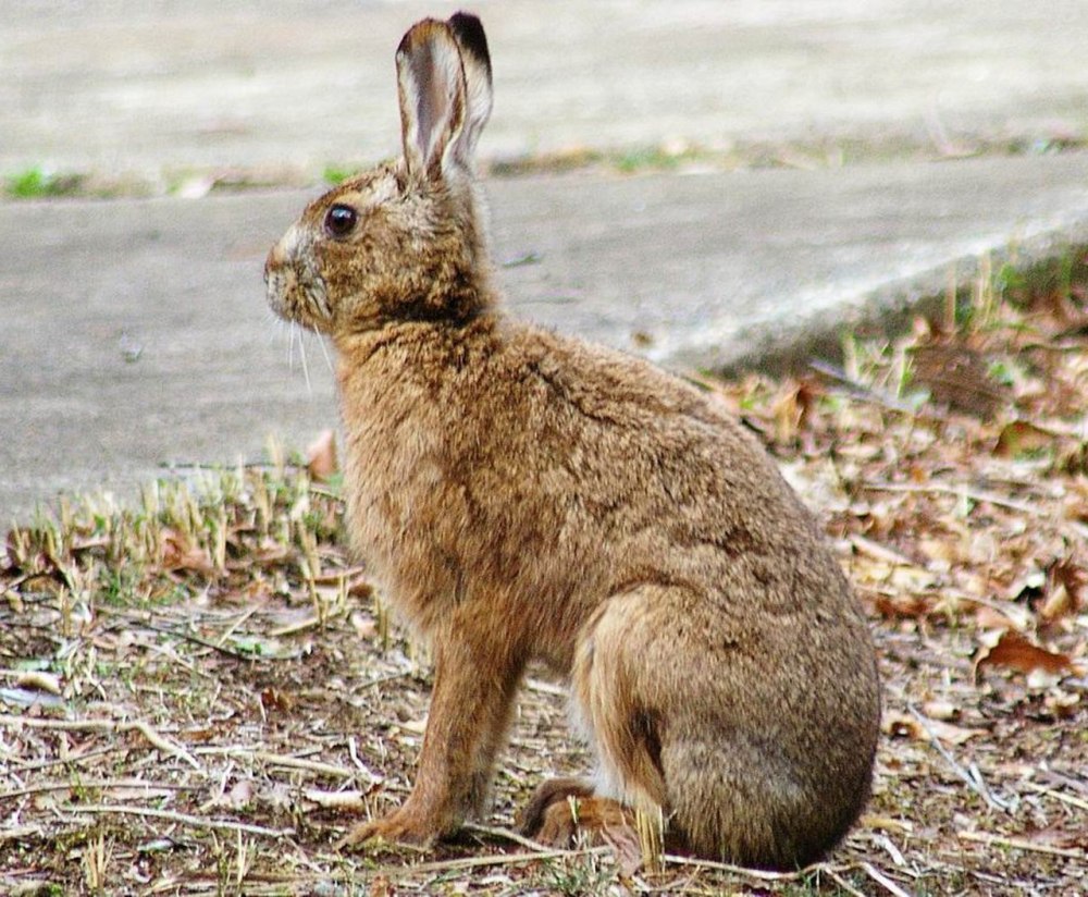 Lepus brachyurus