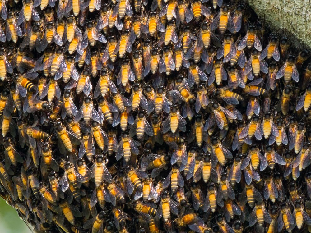 Пчелы APIS dorsata