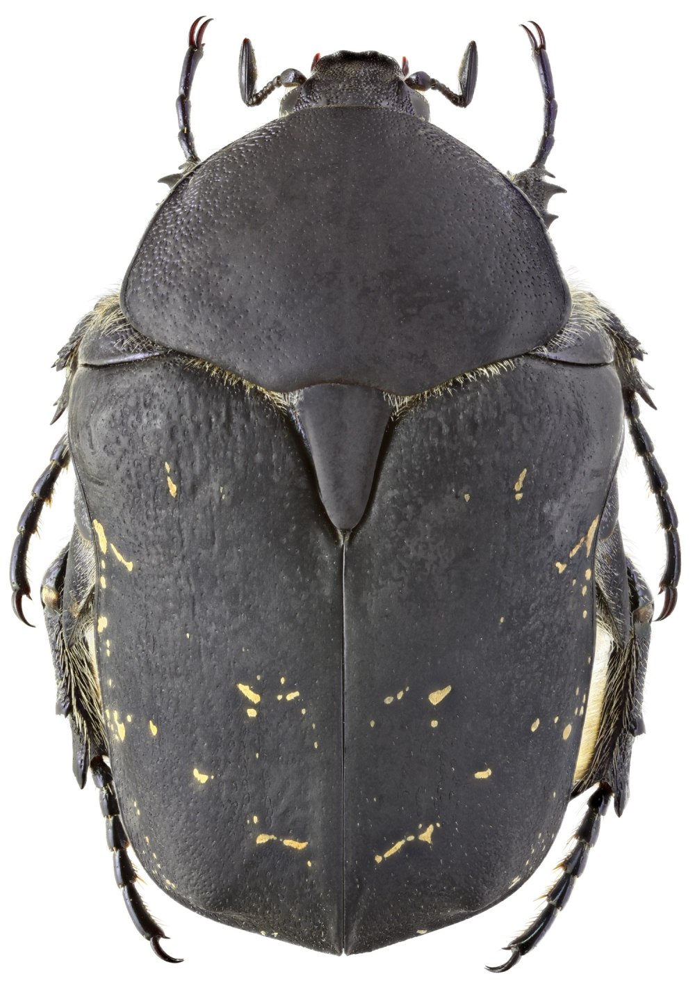 Protaetia Morio