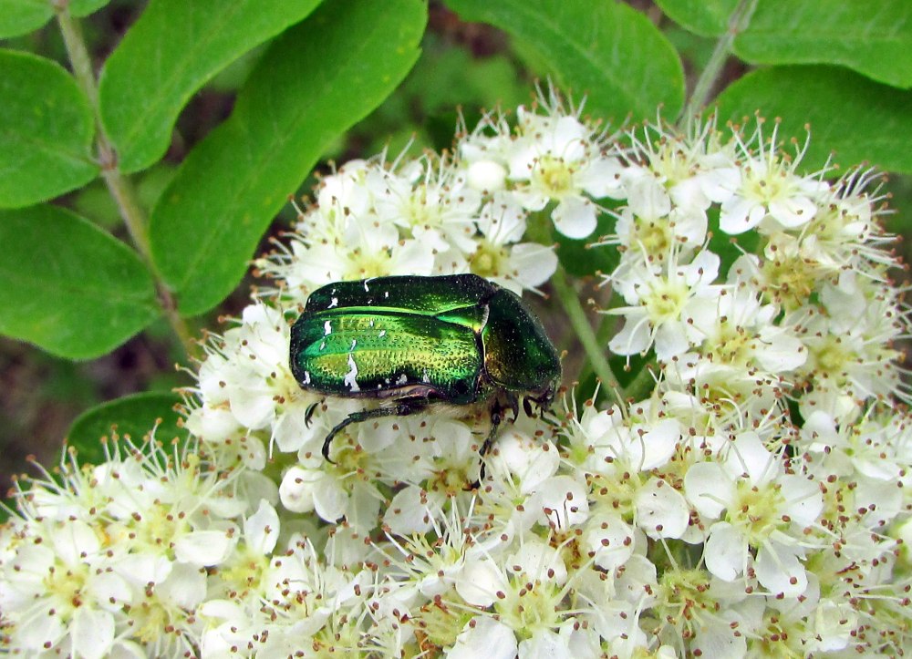 Cetonia aurata (Linnaeus, 1758)