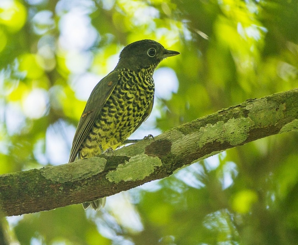 Andean Laniisoma