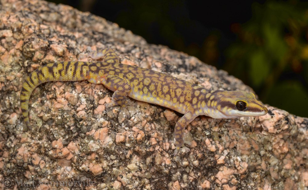 Oedura tryoni