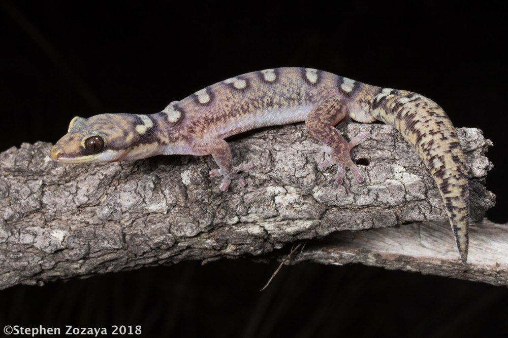 Oedura monilis