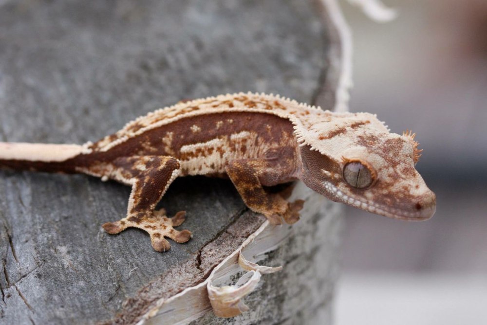 Lizard with Crown