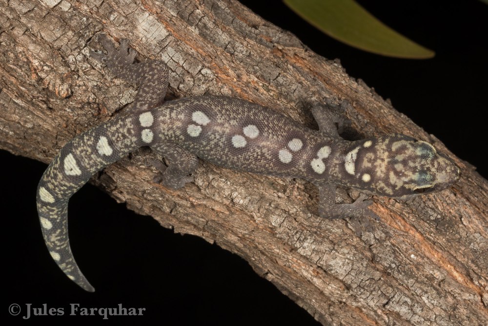 Oedura monilis