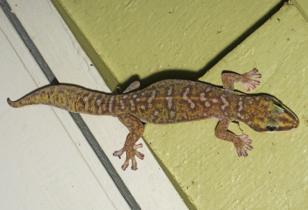 Oedura tryoni