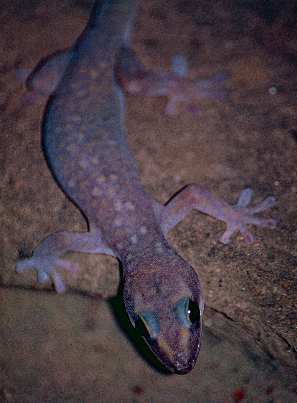 Oedura tryoni