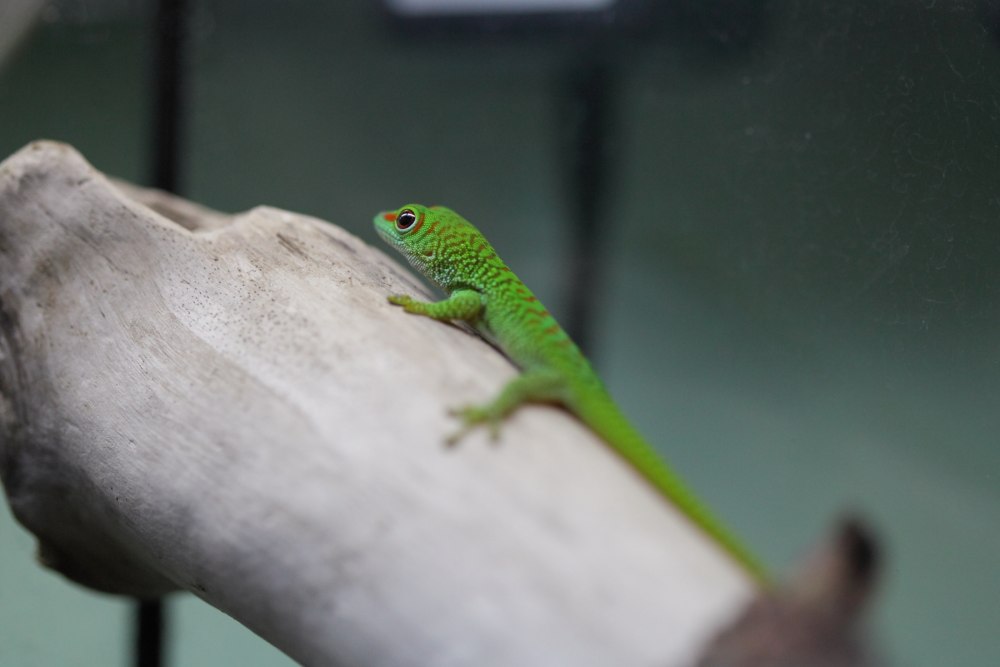 Фельзума великолепная (Phelsuma Grandis) l