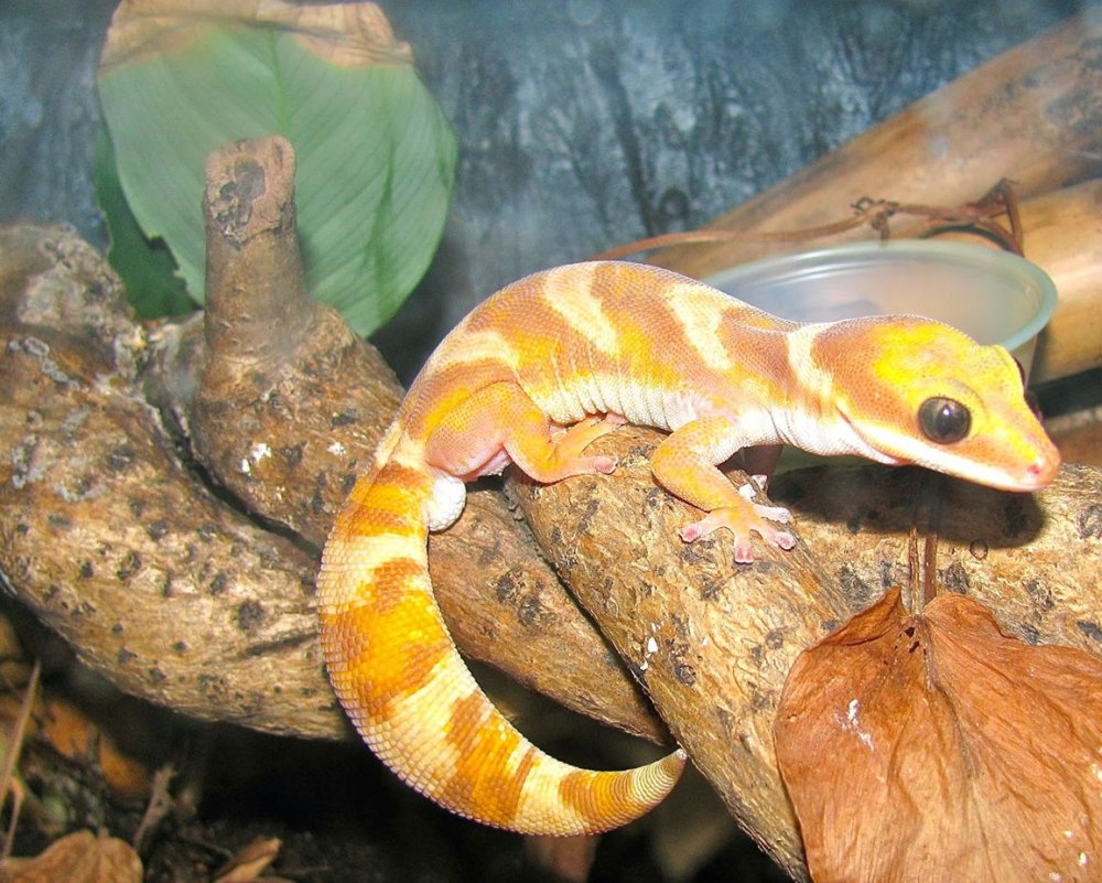 Oedura monilis