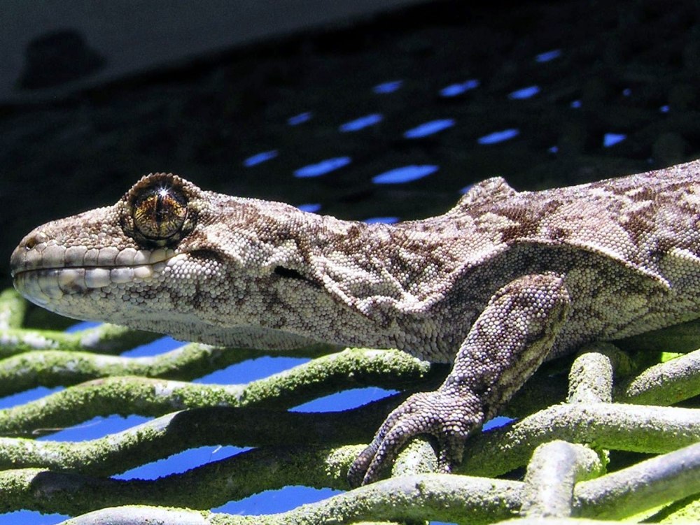 Mokopirirakau granulatus