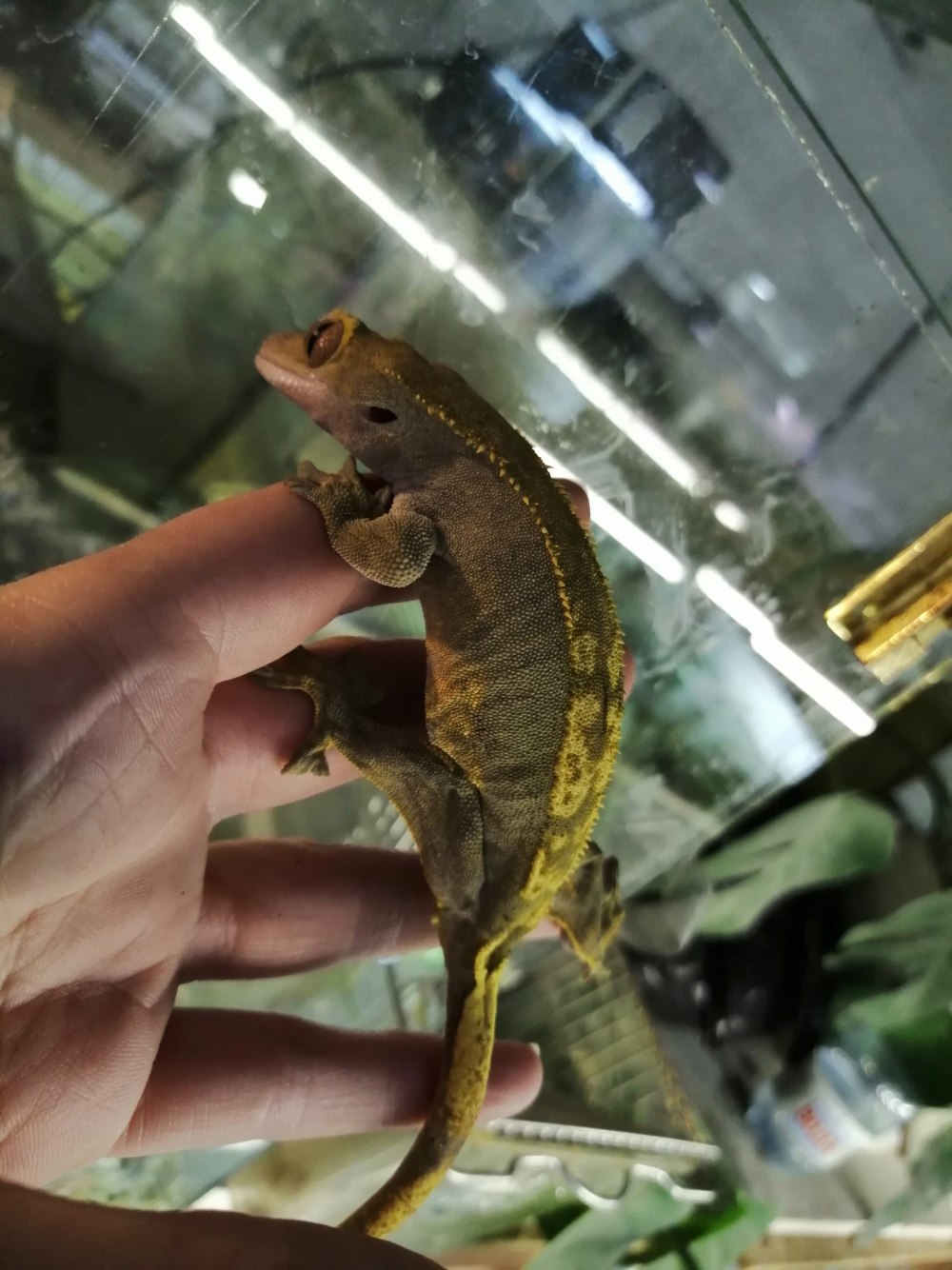 Реснитчатый геккон-бананоед Correlophus ciliatus