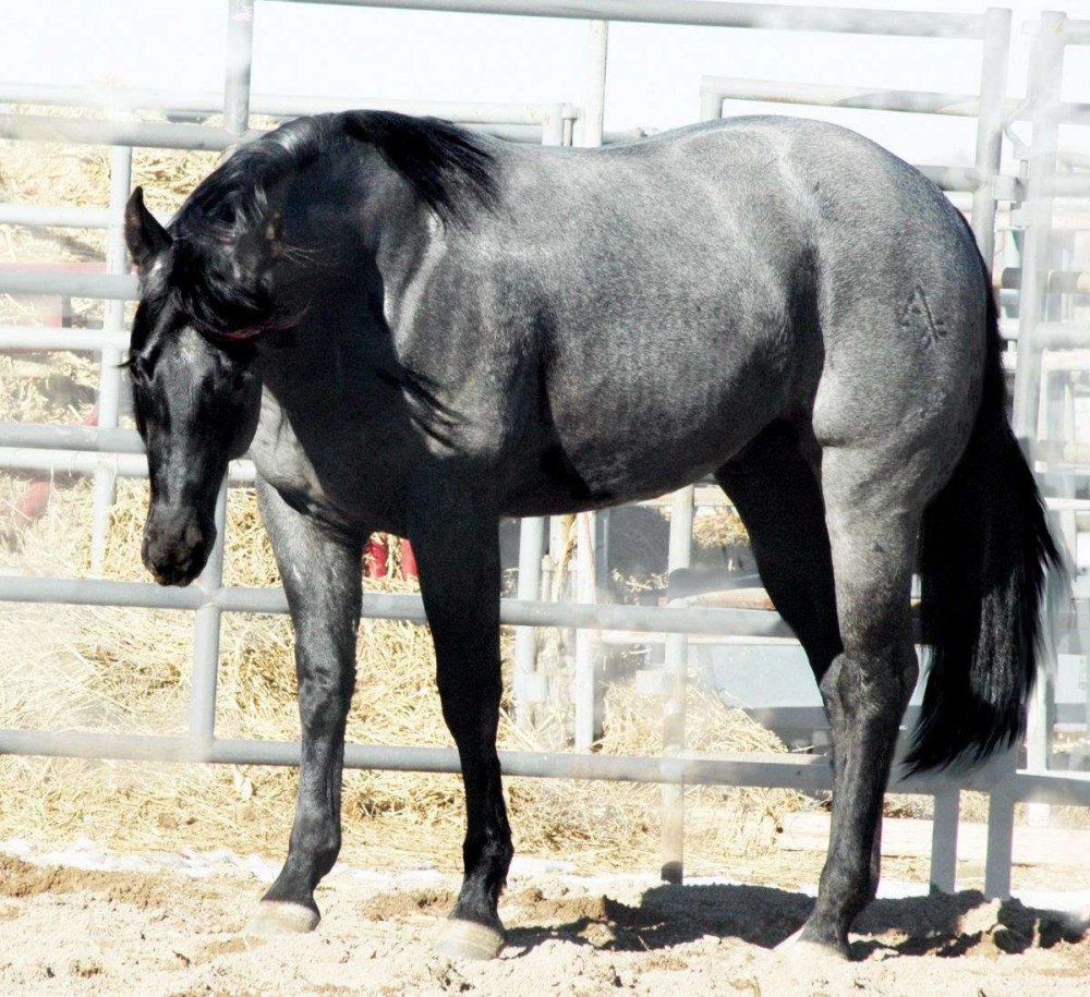 Blue Roan Stallion