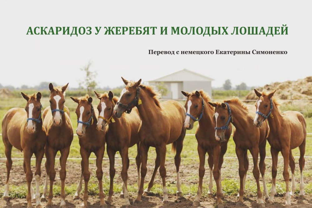 Молодые скакуны