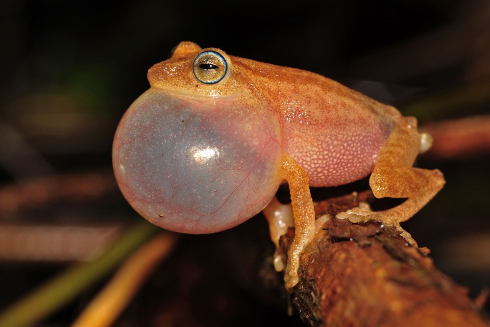 Raorchestes tuberohumerus