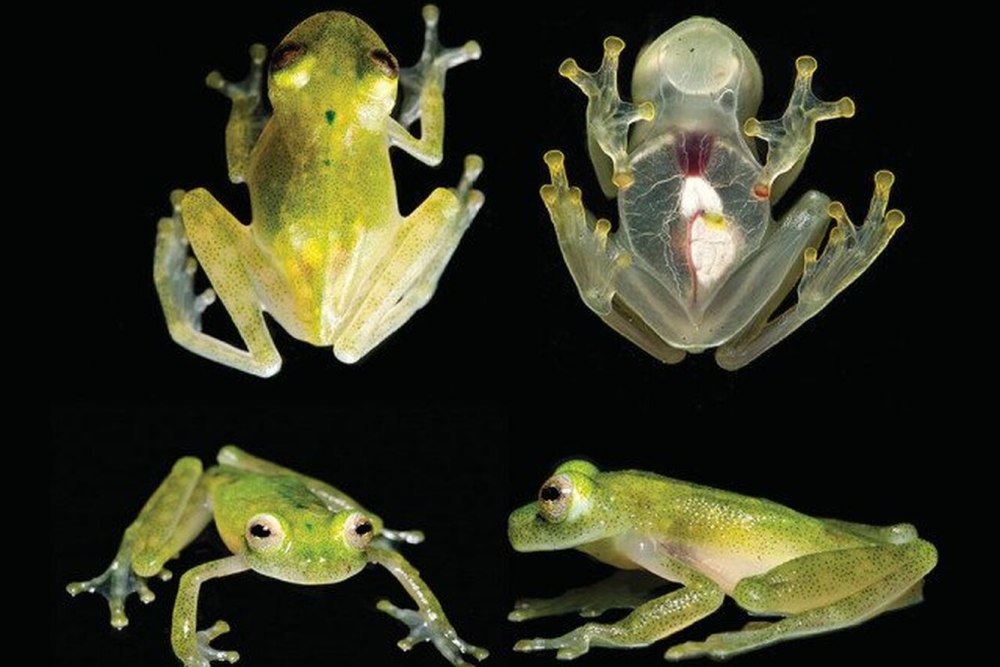 Стеклянная лягушка Флайшмана (Hyalinobatrachium fleischmanni)