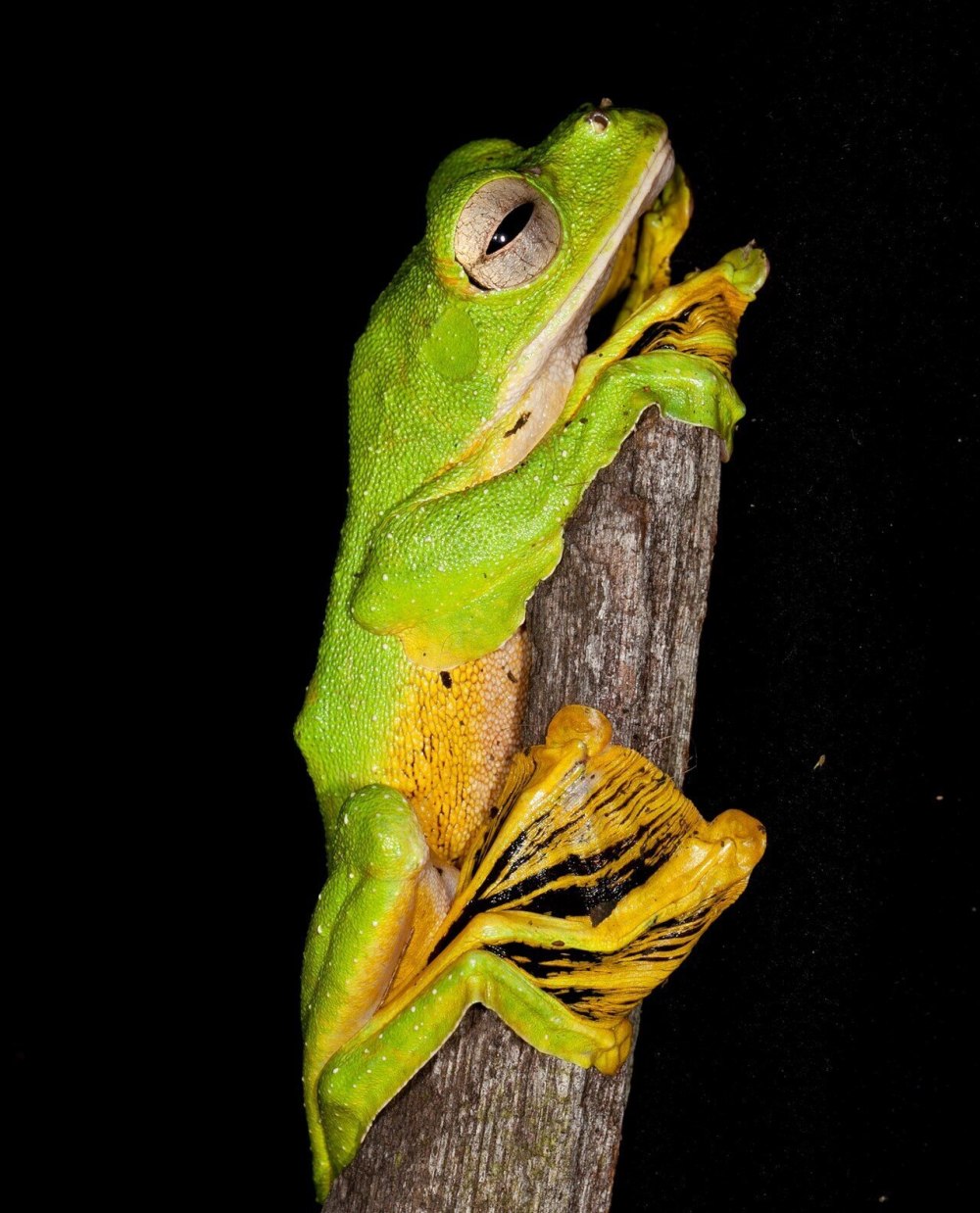 Rhacophorus nigropalmatus