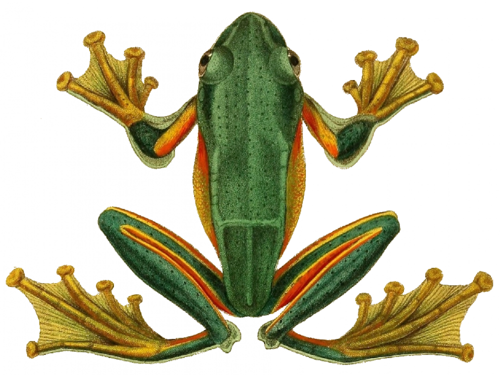 Rhacophorus reinwardtii