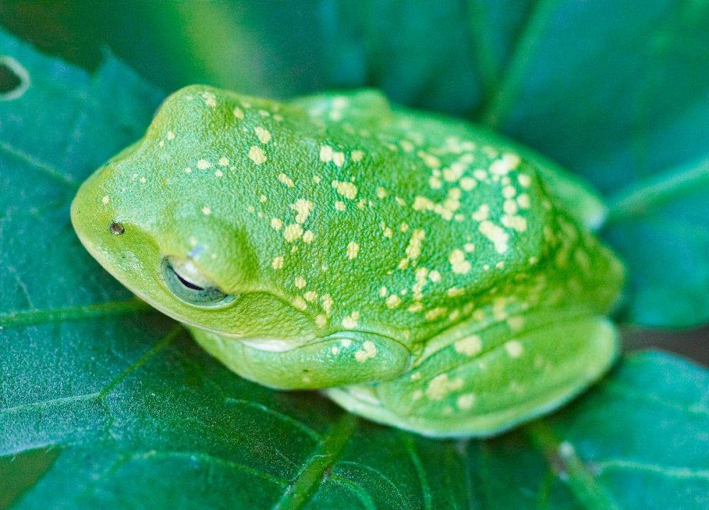 Rhacophorus prominanus
