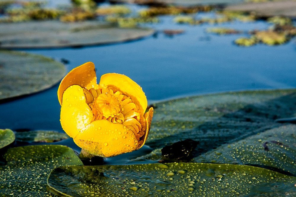 Кубышка (Nuphar)