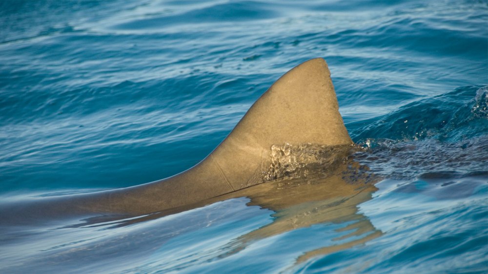 Желтая остроносая акула