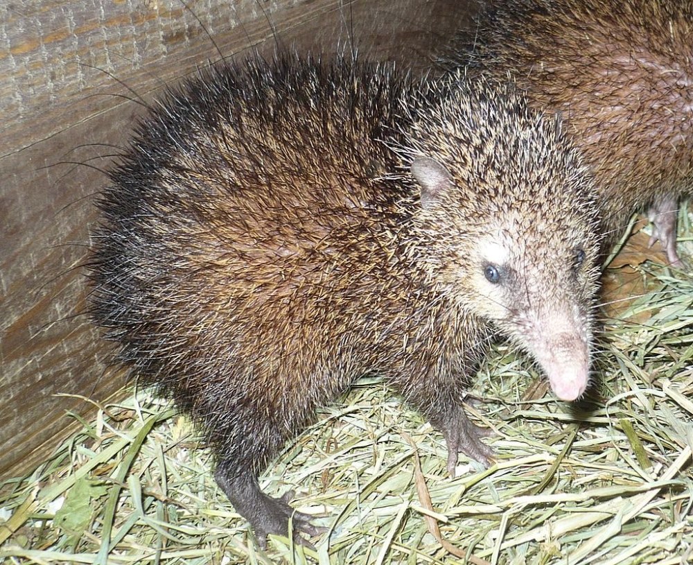Tenrec ecaudatus