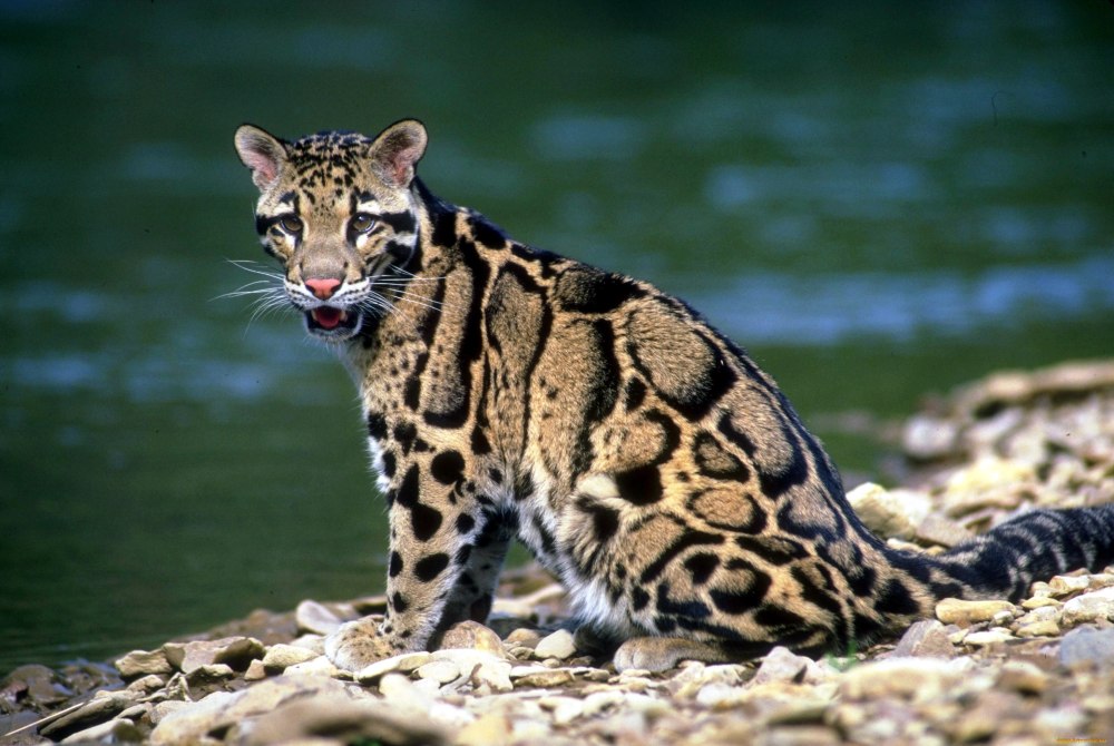 Дымчатый леопард (Neofelis nebulosa),