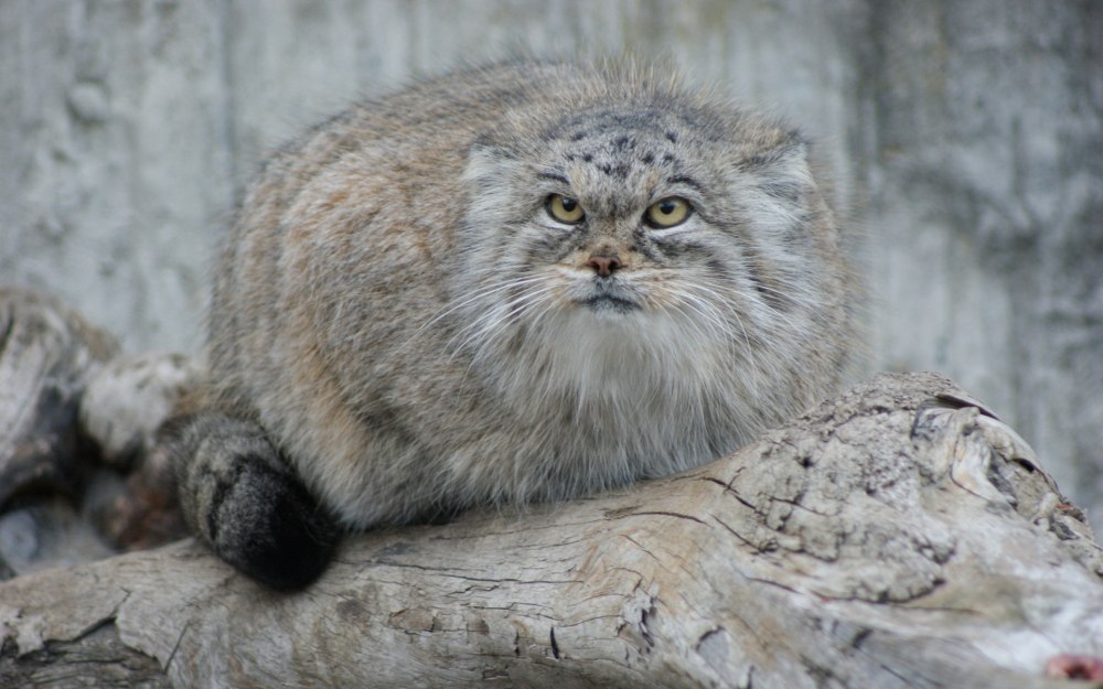 Сибирский дикий кот Манул