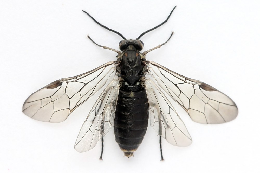 Amauronematus Amplus