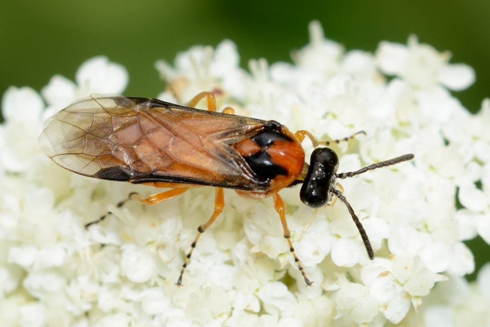 Рапсовый пилильщик (Athalia Rosae l.)