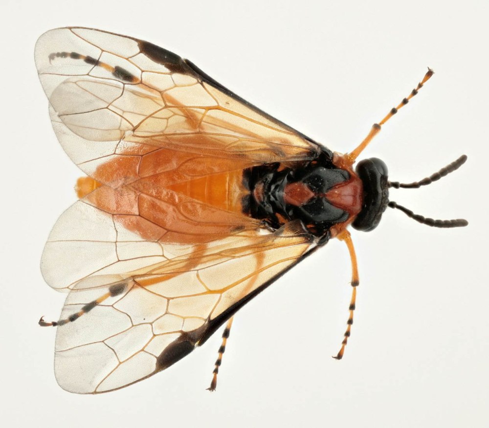 Рапсовый пилильщик (Athalia Rosae)