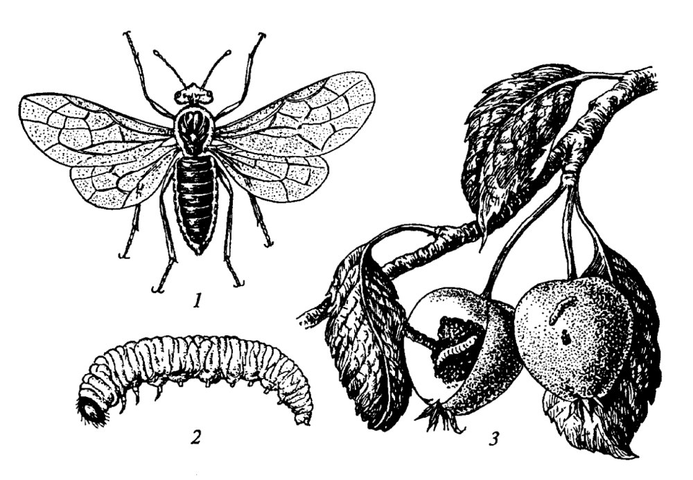 Яблонный плодовый пилильщик Hoplocampa testudinea Klug
