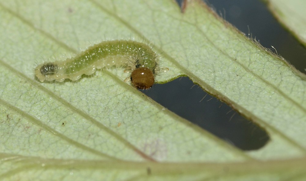 Личинка Agrion