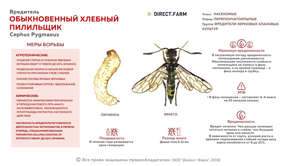 Хлебный пилильщик вредоносность