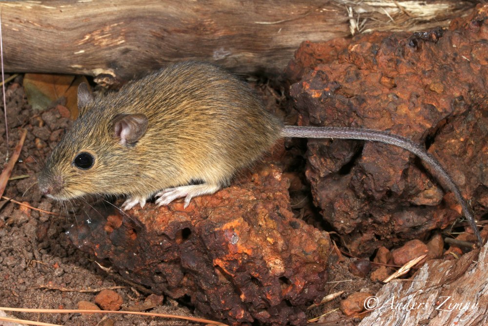Pseudomys novaehollandiae
