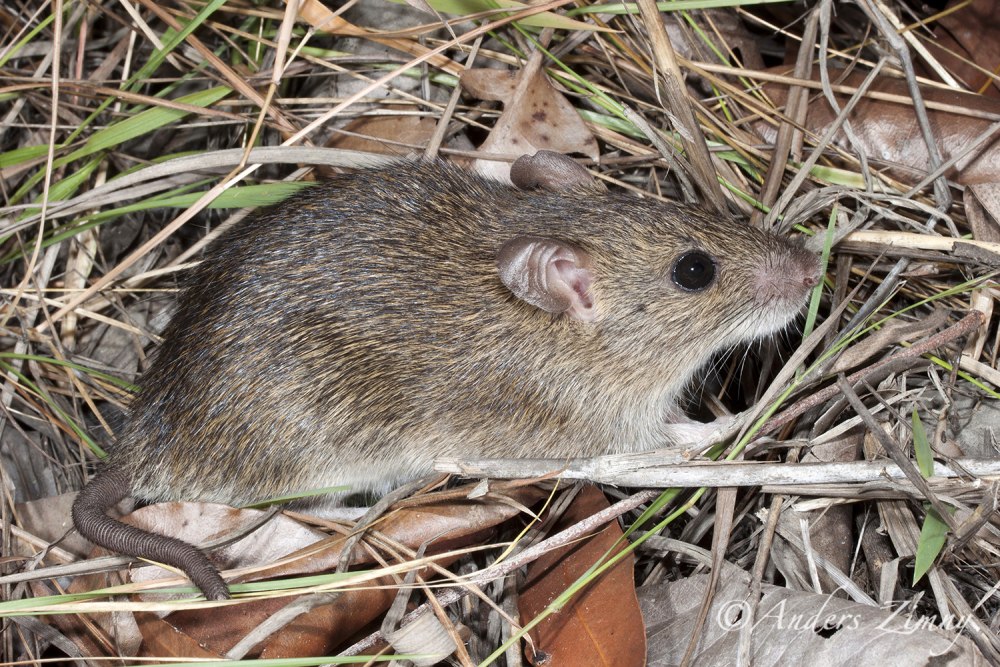 Rattus Pushtunus фото