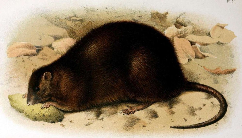 Noronhomys vespuccii