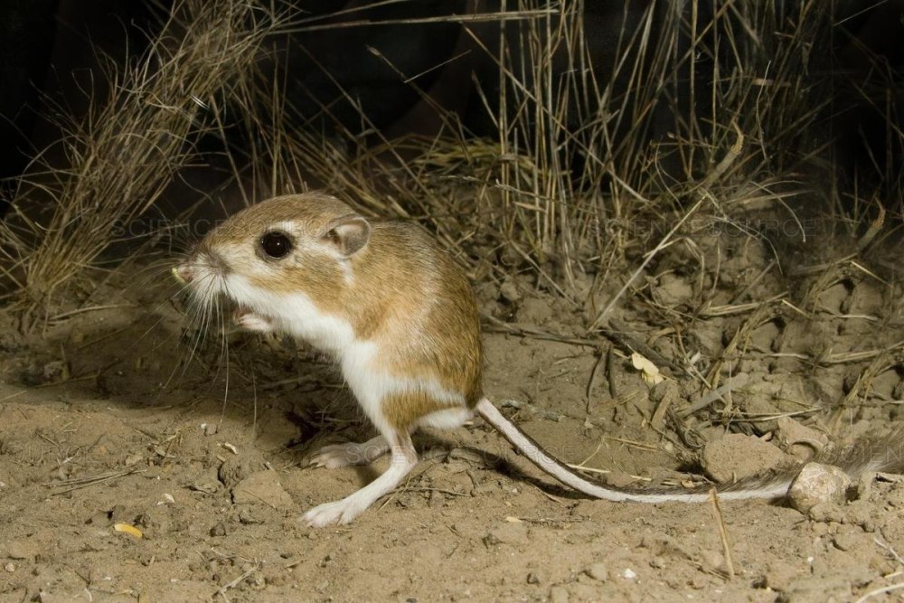 Dipodomys ordii