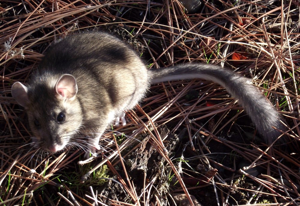 Neotoma cinerea