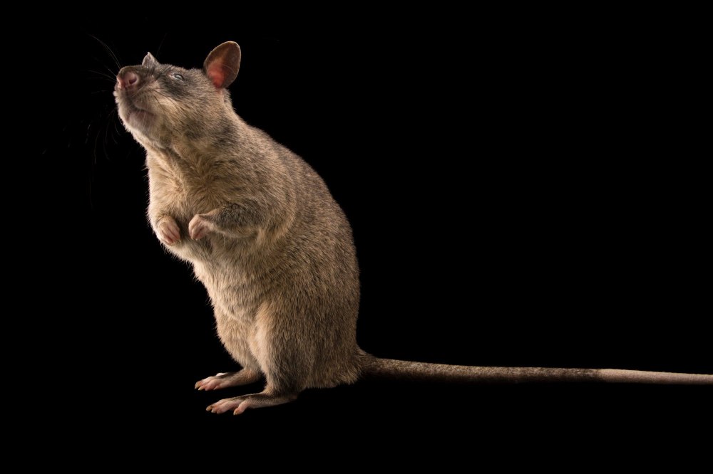 Yamaha rat rat rat rat