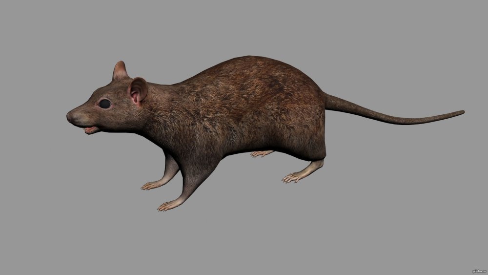 3d rat