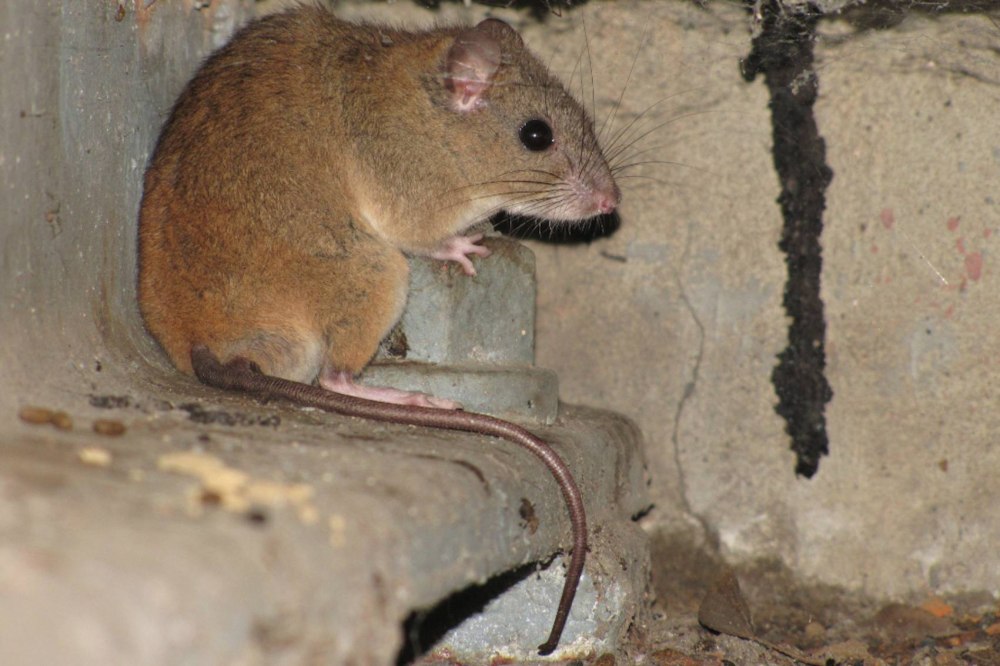 Melomys rubicola
