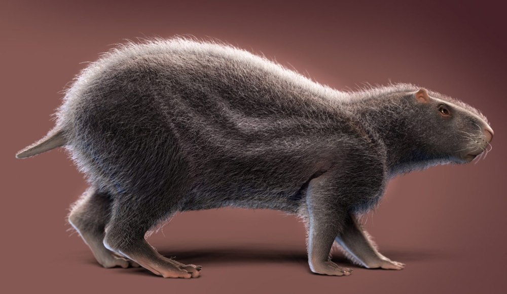 Neoepiblema acreensis