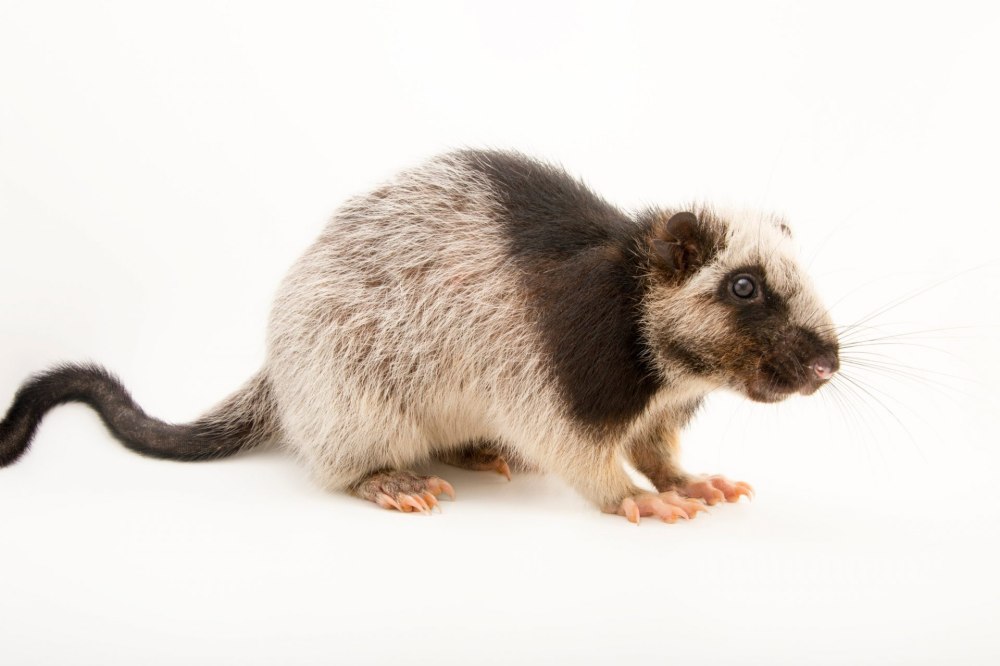 Phloeomys pallidus