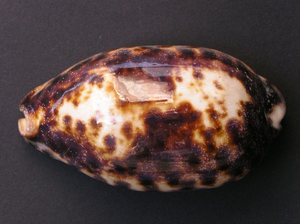 Cypraea aurantium
