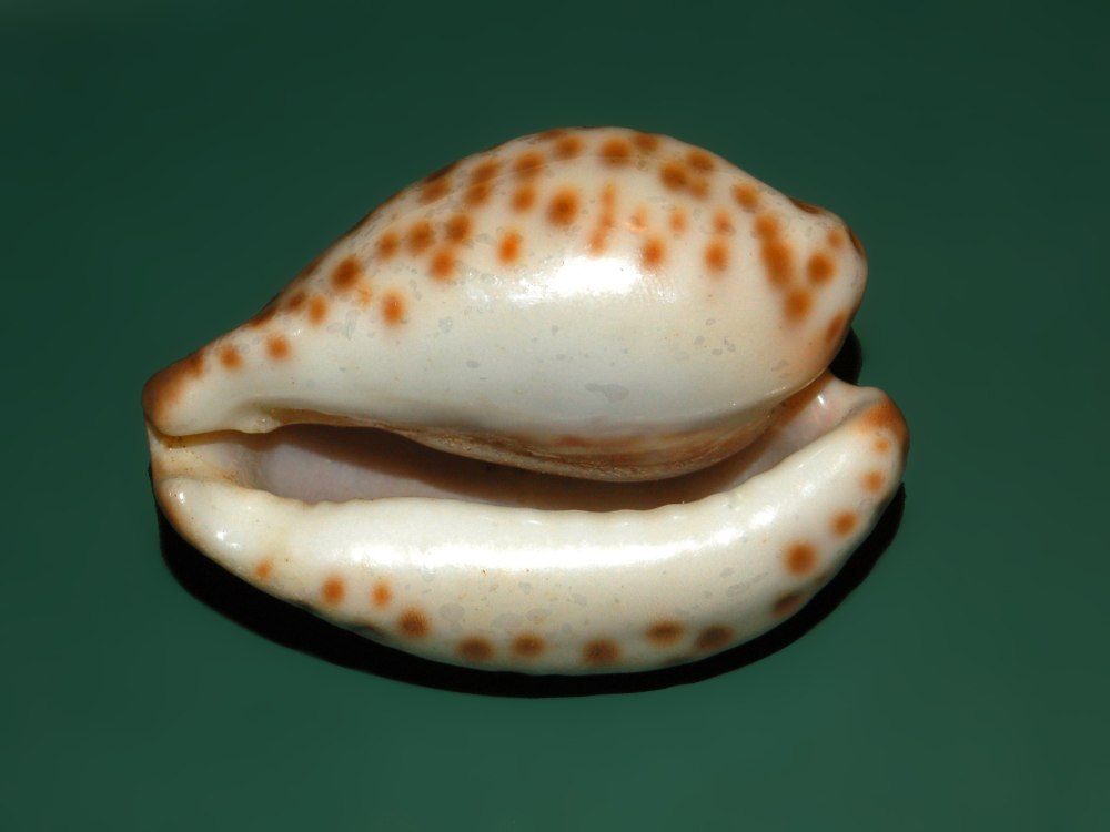 Cypraea aurantium