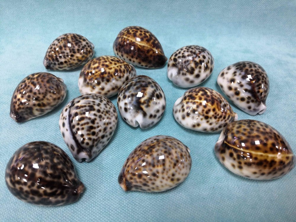 Ракушки Анапы ципрея